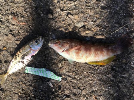 ジグサビキでアジ爆釣